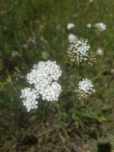 iNaturalist observation photo of common yarrow