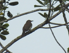 Hypsipetes philippinus