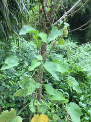 Hibiscus furcellatus