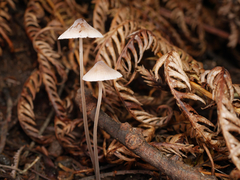 Mycena austrofilopes