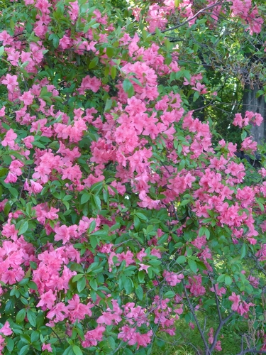 Image of Rhododendron kaempferi by (c) WATANABE Hitoshi 渡辺仁, some rights reserved (CC BY)