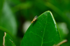 Campiglossa sororcula