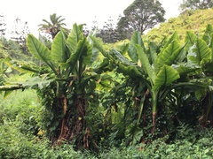 Typhonodorum lindleyanum