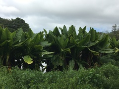 Typhonodorum lindleyanum