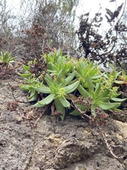 Dudleya formosa