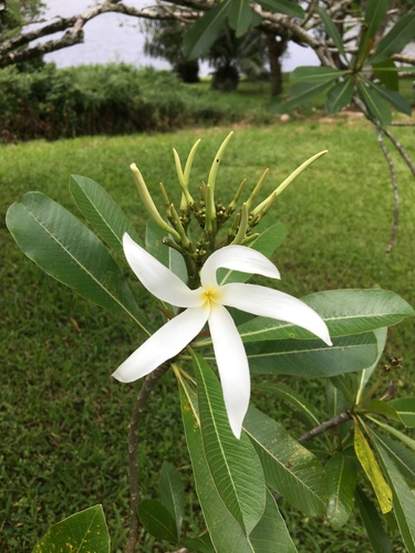 Plumeria stenopetala