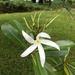 Plumeria × stenopetala - Photo (c) thatplantguy, some rights reserved (CC BY-NC), uploaded by thatplantguy