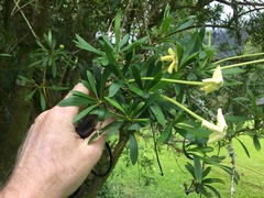 Brunfelsia densifolia