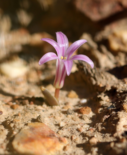Lachenalia corymbosa