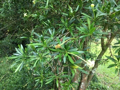 Brunfelsia densifolia