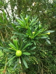 Brunfelsia densifolia