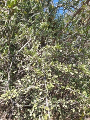 Ehretia rigida nervifolia