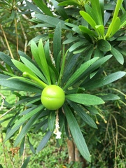 Brunfelsia densifolia