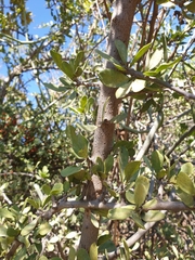 Ehretia rigida nervifolia