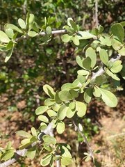 Ehretia rigida nervifolia
