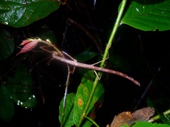 Phaenopharos struthioneus