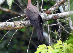 Macropygia tenuirostris