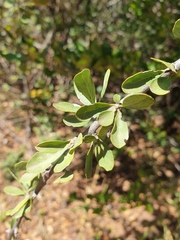 Ehretia rigida nervifolia