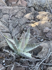 Agave sobria sobria