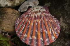 Aequipectinini