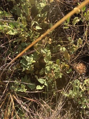 Hermannia grandistipula
