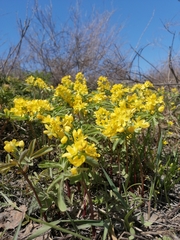 Gymnospermium altaicum