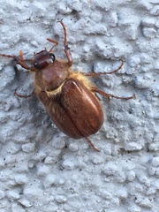 Holochelus