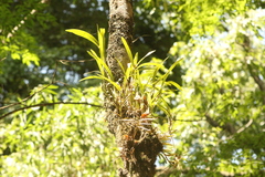 Epidendrum anisatum
