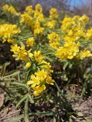 Gymnospermium altaicum