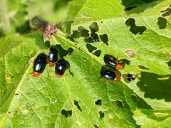 Podagrica fuscicornis