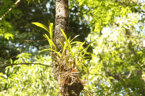 Epidendrum anisatum, photograph 1
