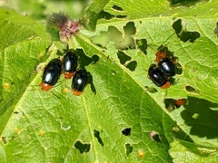 Podagrica fuscicornis