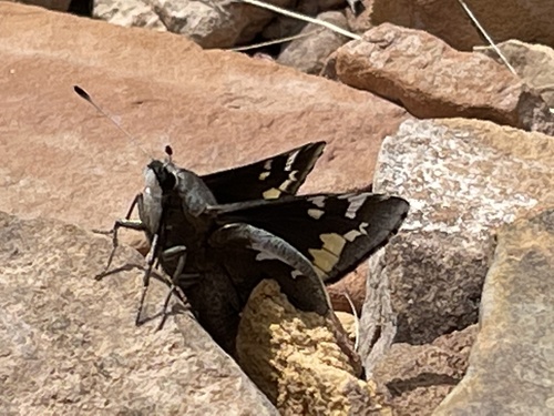 Yucca Giant-skipper photo 5