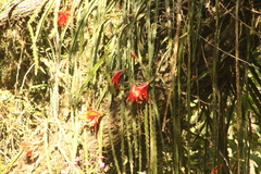 Disocactus speciosus