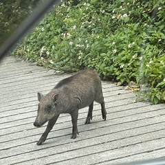 Sus scrofa riukiuanus