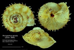 Phrixgnathus spiralis image