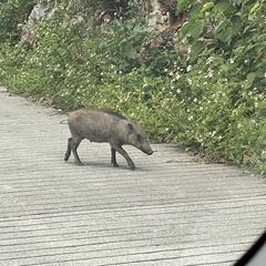 Sus scrofa riukiuanus