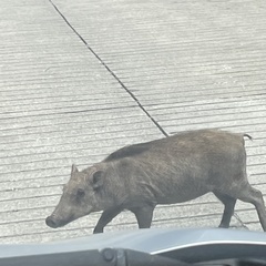 Sus scrofa riukiuanus