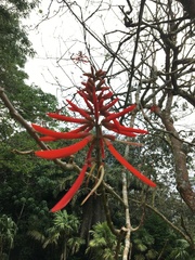 Erythrina folkersii