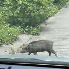 Sus scrofa riukiuanus