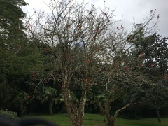Erythrina folkersii