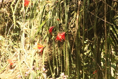 Disocactus speciosus