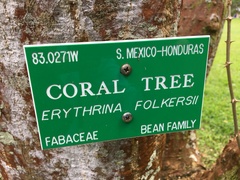 Erythrina folkersii