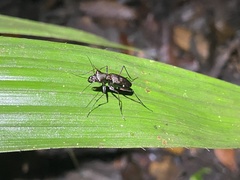 Odontochilina