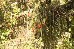 Disocactus speciosus