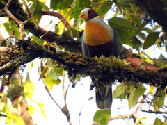Ptilinopus occipitalis
