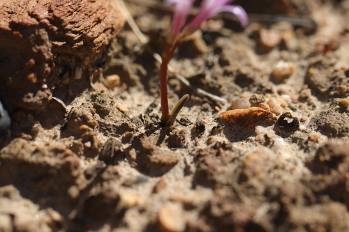 Image of Lachenalia corymbosa by (c) Cecile Roux, some rights reserved (CC BY-SA)