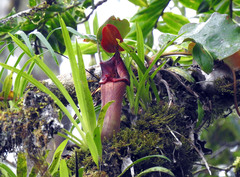 Nepenthes truncata
