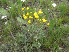 Crepis modocensis modocensis