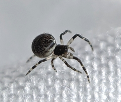 Araneoidea